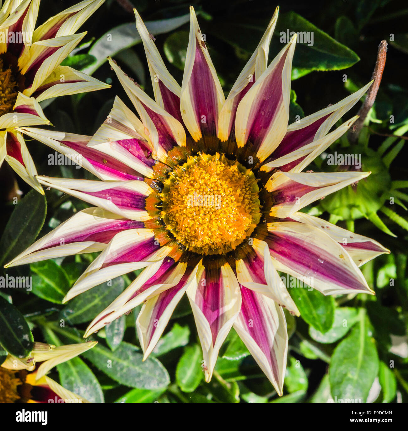 Gazania `Big Kiss' Stock Photo - Alamy